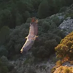El Ciervo Burunchel